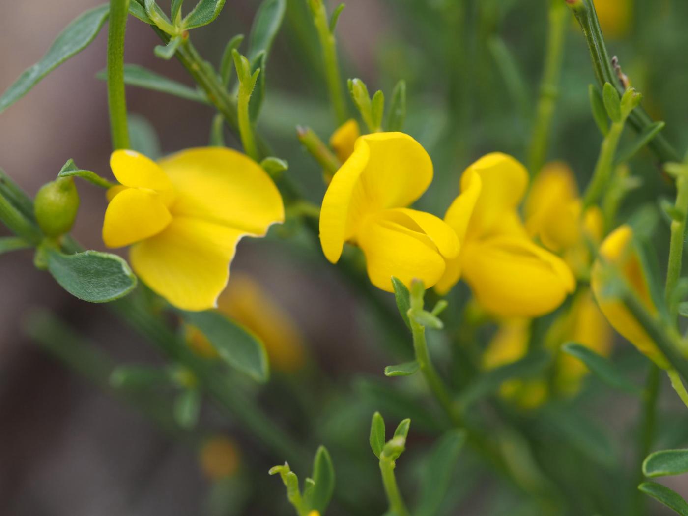 Broom, Portugese flower